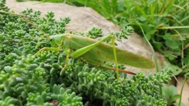 Çekirge Tettigonia viridissima namı diğer büyük yeşil çalı cırcırböceği sonbaharın başlarında bitkinin üzerinde yürüyor. Çek Cumhuriyeti doğası.