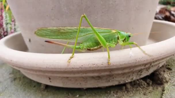 Grasshopper Tettigonia Viridissima Aka Gran Grillo Arbusto Verde Está Caminando — Vídeos de Stock