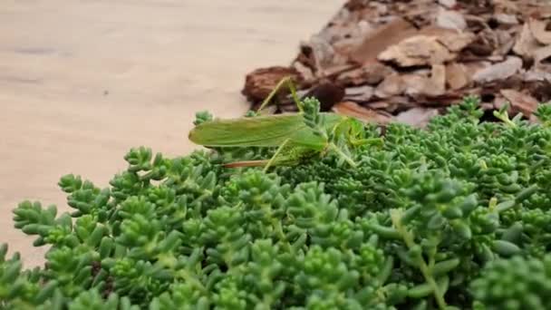 Grasshopper Tettigonia Viridissima Aka Grote Groene Struik Cricket Loopt Plant — Stockvideo