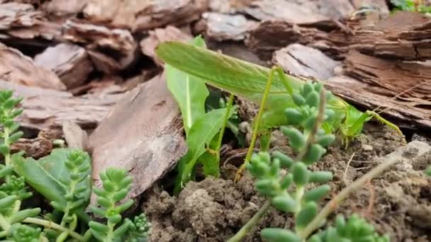 Grasshopper Tettigonia Viridissima Aka Grote Groene Struik Cricket Het Leggen — Stockvideo