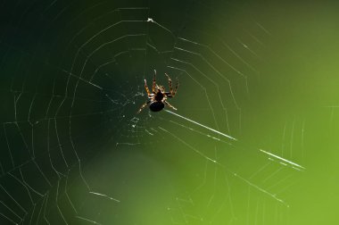 Bahçe örümceği küre dokumacı, örümcek ağında Araneus diadematus. Yeşil bulanık arka planda izole edilmiş. Ürkütücü, korkutucu bir ruh hali. Sonbaharın başlarında, Çek Cumhuriyeti.