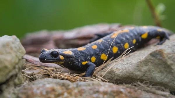 Salamandra salamandra aka fire salamander is crawling on the stone in his habitat. Early autumn. Czech republic nature.