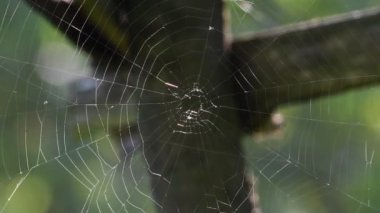 Yeşil bulanık arkaplanda rüzgarda parlayan örümcek ağı.