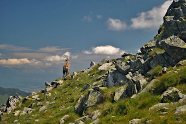 Rupicapra namı diğer Chamois Chopok yakınlarındaki Nizke Tatry dağlarından Vysoke Tatry dağlarına doğru izliyor. Slovakya doğası.