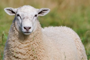 Otlağın üzerindeki evcil koyun portresi. Çek Cumhuriyeti kırsalında küçük bir çiftlik. Sonbaharın başlarında güneşli bir gün.