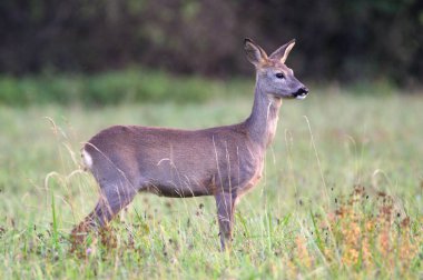 Capreolus capreolus Avrupa yumurtası bir tarlada geyik dişi. Etrafta yürüyen insanları izlemek. Sonbahar öğleden sonra, Çek Cumhuriyeti doğası.