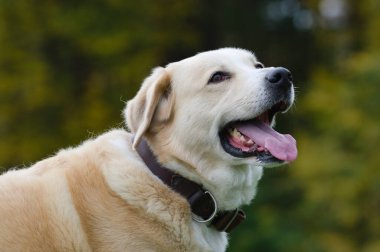 Mutlu köpek, sevgili efendisiyle yürüyüşün tadını çıkarıyor. Ayrıntılı portre. Ağzını aç ve dilin görünür olsun. Sonbahar, Çek Cumhuriyeti.