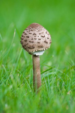 Yenilebilir şemsiye mantarı namı diğer Macrolepiota procera. Çek Cumhuriyeti 'nde çok lezzetli ve popüler bir mantar.. 