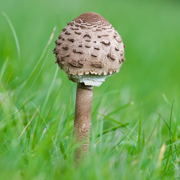 Yenilebilir şemsiye mantarı namı diğer Macrolepiota procera. Çek Cumhuriyeti 'nde çok lezzetli ve popüler bir mantar.. 