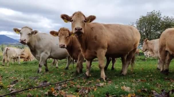 Αγελάδα Βοοειδών Στο Βοσκότοπο Αγελάδες Κοιτούν Τοπίο Μικρό Αγρόκτημα Στην — Αρχείο Βίντεο