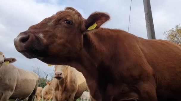 面白い動物のビデオ 牛はかゆみのある頭と首を持っており 自分自身を傷つけ 電気ポールを使用しています チェコ共和国 — ストック動画