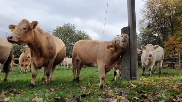 有趣的动物视频 奶牛的头和脖子发痒 她自己挠自己 用电线杆 捷克共和国农村 — 图库视频影像