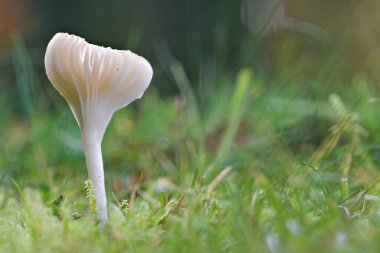 Çimenlerde beyaz sonbahar yabani mantarı ve güneş ışığıyla parlayan yosunlar. Meadow 'da yetişiyor. Yeşil bulanık arkaplan. Çek Cumhuriyeti doğası.