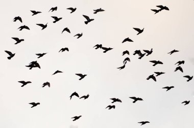 Yerleşim bölgesinde gökyüzünde uçan güvercin sürüsü. Görünür kuş siluetleri. Çek Cumhuriyeti doğası.