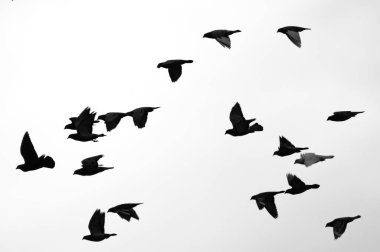 Yerleşim bölgesinde gökyüzünde uçan güvercin sürüsü. Görünür kuş siluetleri. Çek Cumhuriyeti doğası.