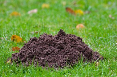 Sahada köstebek yuvaları, Avrupa köstebeği talpa europaea, haşarat - tüm Çek çiftçilerinin düşmanı. Bulutlu bir sonbahar günü. Çek Cumhuriyeti.