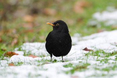 Şarkı kuşu türdus merula diğer adıyla Avrasya karatavuğu karla kaplı çimlerde yiyecek arıyor. Czech cumhuriyetindeki en yaygın kuş..