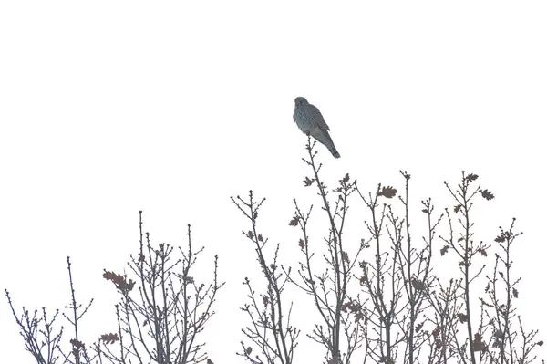 stock image Falco tinnunculus aka common kestrel is sitting on the top of the tree in winter. Very nice coloured bird of prey, quite common in Czech republic. Tiger pattern coloured body.