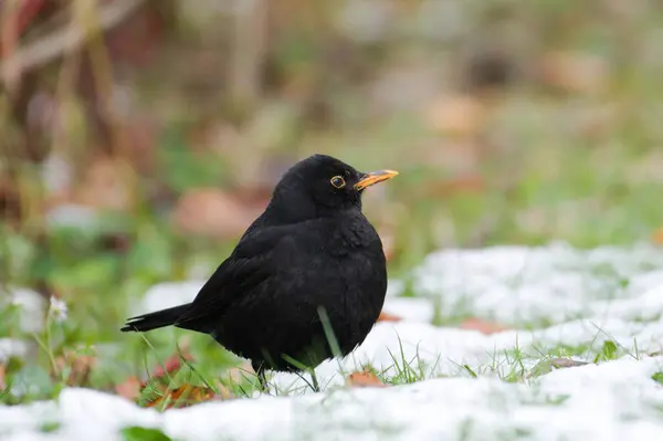 ユーロシアのブラックバードは 雪に覆われた草の中で食べ物を捜しています チェコ共和国で最も一般的な鳥 ロイヤリティフリーのストック写真