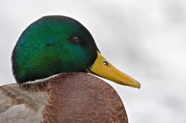 Anas Platyrhynchos yaban ördeği, vahşi ördek erkek portresi. Uzayı kopyala Beyazda izole edilmiş. Anatidaephobia kavramı.