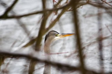 Ardea cinerea namı diğer Grey Heron. Dev kuş Roznov kapsülü Radhostem 'deki Becva Nehri' ndeki yaşam alanında balık avlıyor. Çalıların arkasına saklanmış. Kışın Çek Cumhuriyeti doğası.