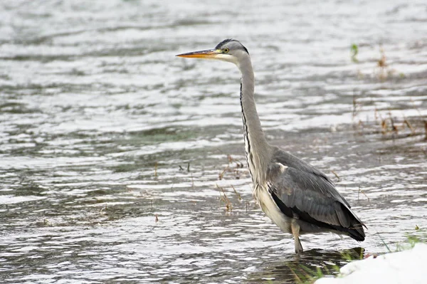 Ardea cinerea namı diğer Grey Heron. Doğal ortamında görkemli balık yiyen kuş. Roznov kapsülü Radhostem 'deki Becva Nehri' nde duruyor. Kışın Çek Cumhuriyeti doğası.