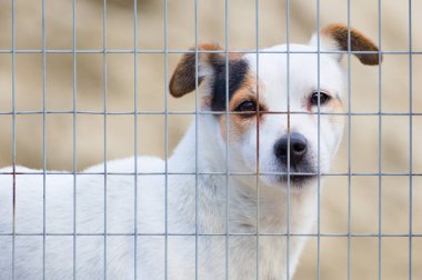 Çitin arkasındaki çok üzgün köpeğin portresi. Üzgün hayvan ifadesi, üzgün gözler. Hayvan mahkum..