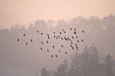 Sisli kış havasında gökyüzünde uçan güvercin sürüsü. Görünür kuş siluetleri. Arka planda gün batımı manzarası. Çek Cumhuriyeti doğası.