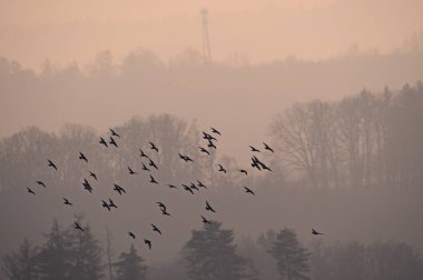 Sisli kış havasında gökyüzünde uçan güvercin sürüsü. Görünür kuş siluetleri. Arka planda gün batımı manzarası. Çek Cumhuriyeti doğası.