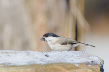Poecile palustris aka marsh tit is searching for food. Open beak with seeds. Common bird in Czech republic nature. Bird feeding in winter.