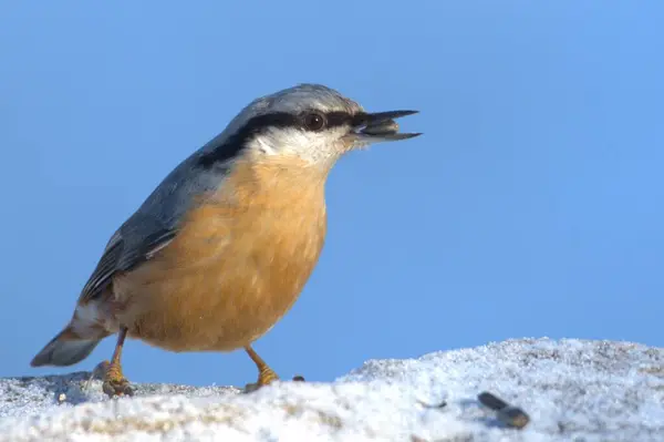 Sitta europaea aka Eurasian nuthatch with the seed in his beak.  Clear blue blurred background. Negative copy space. Winter.