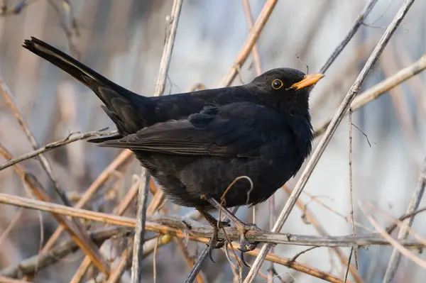 Common blackbird aka Turdus merula male perched on the twig.