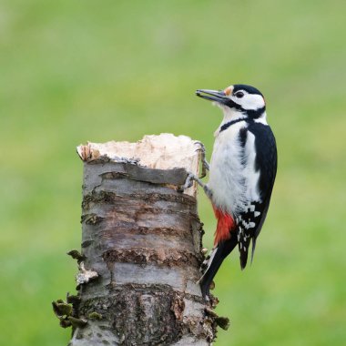 Dendrocopos major aka Great Spotted Woodpecker male. Lovely colorful and very common bird in Czech republic. Searching for food on dry log. clipart