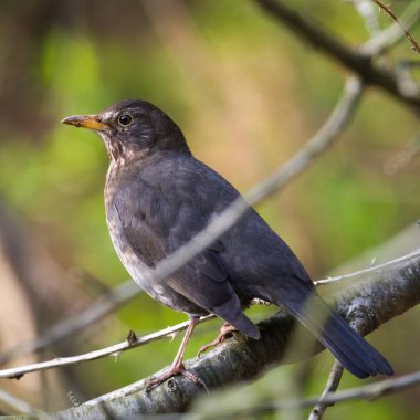 Avrasya karatavuğu namı diğer Karatavuk veya Turdus merula 'nın yakın plan portresi.