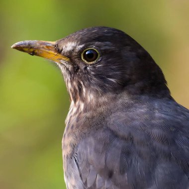 Avrasya karatavuğu namı diğer Karatavuk veya Turdus merula 'nın yakın plan portresi.