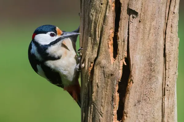 Dendrocopos Major namı diğer Büyük Benekli Ağaçkakan erkek. Kuru ağaçta yiyecek arıyorum..