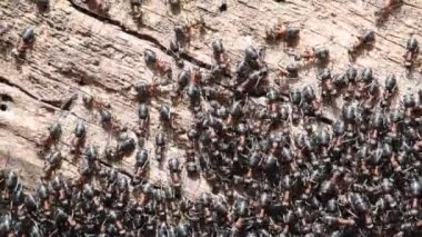 Karınca kolonisi yuvasına akın ediyorlar. Binlerce siyah karınca. Çek Cumhuriyeti doğası. Ormanda Ant Tepesi.