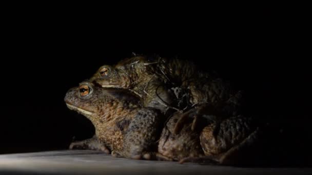 常见的蛤蟆Bufo Bufo耦合 深更半夜交配季节的大型刺猬蛙对 — 图库视频影像