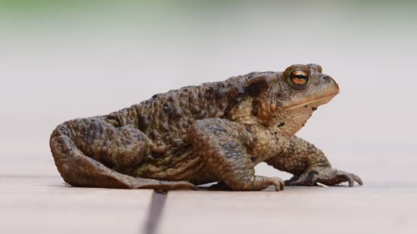 Κοινός Βάτραχος Bufo Bufo Θηλυκό Τεράστιος Βάτραχος Από Την Τσεχία — Αρχείο Βίντεο