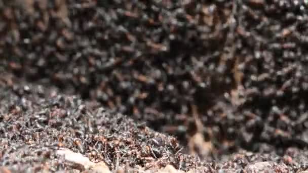 Nyüzsögnek Hangyabolyban Fekete Hangyák Ezrei Cseh Köztársasági Természet Anthill Erdőben — Stock videók