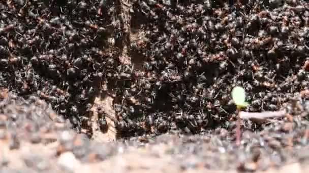 蜂拥而来的蚂蚁群巢 数以千计的黑蚂蚁 捷克共和国的性质 森林里的炭疽 — 图库视频影像