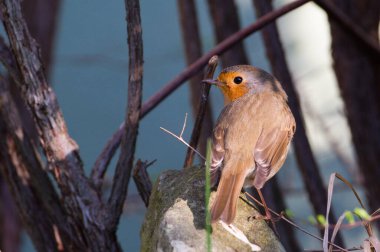 Erithacus rubecula namı diğer Avrupa bülbülü taşın üzerine tünemiş..