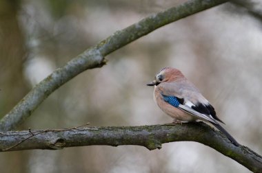 Garrulus glandarius nam-ı diğer Avrasya kuşu ağaç dalına tünemiş. Çek Cumhuriyeti doğası, bulutlu bahar günü.