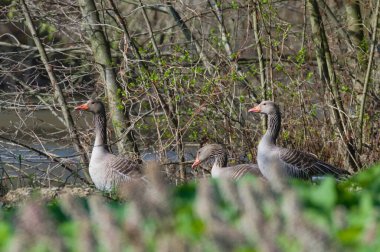 Group of Greylag Goose aka Anser Anser near to pond in Czech republic. Springtime. clipart