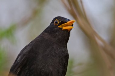 Avrasya karatavuğu namı diğer Karatavuk ya da Turdus merula 'nın yakın plan portresi. Açık gagayla şarkı söylemek. Komik hayvan fotoğrafı..