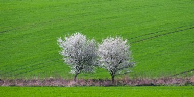 Yeşil alanda çiçek açan iki izole beyaz ağaç. Bahar manzarası fotoğrafçılığı. Yalnızlık kavramı değil..