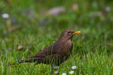 Ötücü kuş Turdus merula ya da Avrasyalı ya da otların arasında yaşayan karatavuk dişisi.