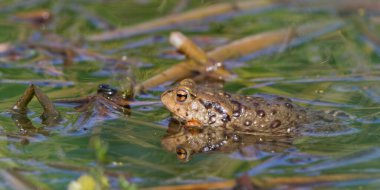 Göletin yüzeyinde sıradan bir kurbağa Bufo bufo.