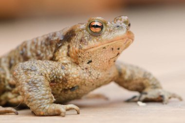 Common toad Bufo bufo female. Huge frog from Czech republic. Mating season. clipart
