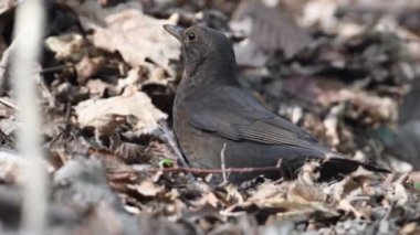Ötücü kuş Turdus merula diğer adıyla Avrasyalı veya Karatavuk dişi ormanda kuru yapraklarda yiyecek arıyor.